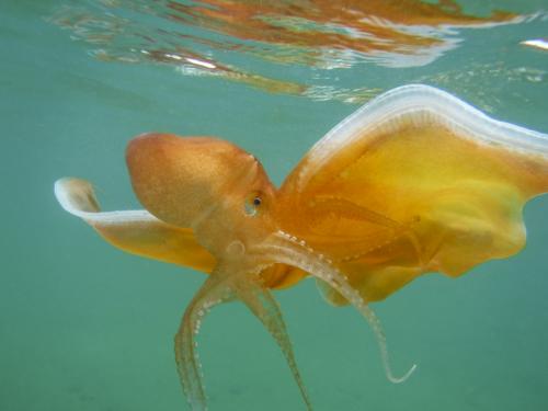 Blanket Octopus